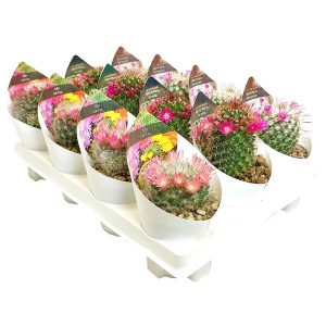 Flowering cacti limited availability